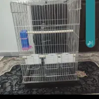 قفس ۱۰۳۳ و۱۰۳۲