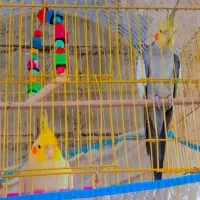 عروس هلندی