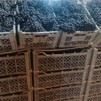 انگور شانی سردشت|حراج|تهران, میدان میوه و تره‌بار مرکزی|دیوار