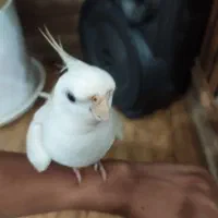 طوطی عروس سخنگو