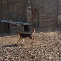 سگ هاسگی|سگ|شاهرود, |دیوار