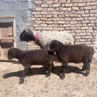 قوچ میش بره کهره بز