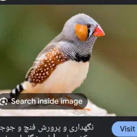 پرنده پیدا شده