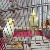 نر و ماده عروس هلندی