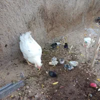 جوجه گلین/تخم مرغ گلین/گلین طوسی/جوجه/مرغ خروس|حیوانات مزرعه|ساوه, |دیوار