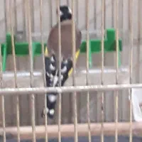 خروس|پرنده|زنجان, |دیوار