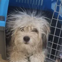 واگذاری سگ|سگ|تهران, میرداماد|دیوار