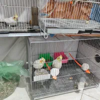 عروس هلندی لیتنیو|پرنده|مشهد, نوید|دیوار