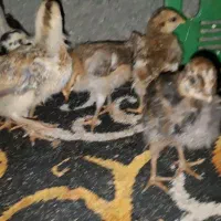 جوجه 1ماه زیر مرغی