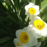 پیاز گل نرگس