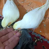 عروس پاریس|پرنده|شادگان, |دیوار