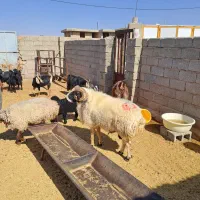 فروش قوچ بذری|حیوانات مزرعه|نی‌ریز, |دیوار