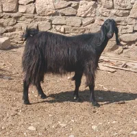 بزداشتی