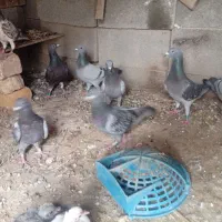کفتر