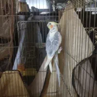 عروس هلندی|پرنده|فردیس, سپید دشت|دیوار