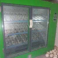 دستگاه جوجه کشی شتر مرغ