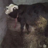 گوساله سمینتال نر