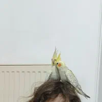 عروس هلندی سخنگو جفت نر و ماده با همه لوازم