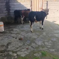 فروشی ۳راس دورگ محلی درجه یک|حیوانات مزرعه|آمل, |دیوار