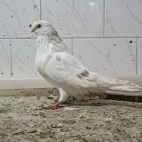 کبوتر ماده|پرنده|گرمی, |دیوار