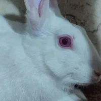 خرگوش داج