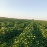 توت فرنگی سابرینا|گل و گیاه طبیعی|مزرعه کتول, |دیوار