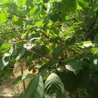 خونه ویلایی فروشی