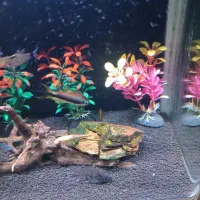 آکواریوم دلساk320