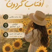 فقط دو هفته فرصت عکاسی در مزرعه آفتابگردان