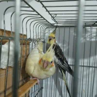 عروس هلندی جوان