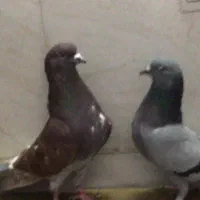 کفتر کبوتر شمرونی