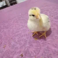 جوجه مرغ وخروی