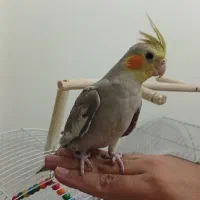 پرنده|پرنده|کوهسار (البرز), |دیوار
