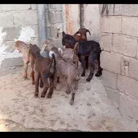 بز کهره دار ترکی جوان در فیروزآباد|حیوانات مزرعه|شیراز, درکی|دیوار