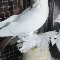 کبوتر قرمزگویریخ‌وساری گویریخ