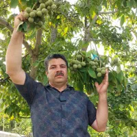 نهالستان بادام و گردو ایران سبز جعفری