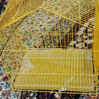 قفس در حد نو