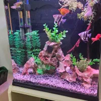 آکواریوم آکوا