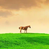 باشگاه سوار کاری تیزپا