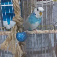 پرنده|پرنده|رودهن, |دیوار