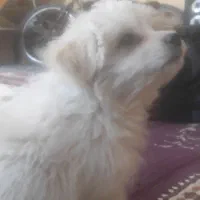 توله سگ اشپیتز به همراه باکس|سگ|آبادان, |دیوار