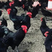 خروس سیاه مرغ قربونی رفع بلا چشمونظرارسال ذبح رایگ|حیوانات مزرعه|قم, نیروگاه|دیوار