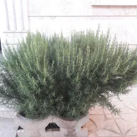 رزماری خشک شده و تازه **حراج **|گل و گیاه طبیعی|ابهر, |دیوار