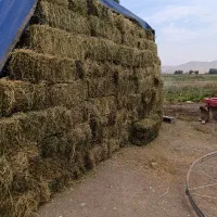 فروش یونجه خشک درجه یک آبگرم روستای اردلان