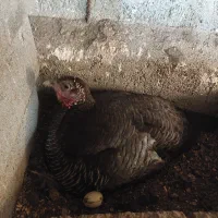 بوقلمون کرچ درشت و سنگین وزن