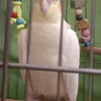 عروس هلندی لوتینو ماده|پرنده|گرگان, |دیوار