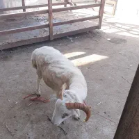 فروش بره نروماده|حیوانات مزرعه|شاندرمن, |دیوار