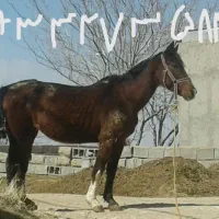 سلام فروش اسب مادیان کرد ارام