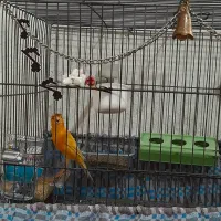 قناری پرتقالی کلکسیونی آنتیک قواره دار خوش رخ