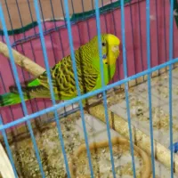 مرغ عشق|پرنده|بندر ماهشهر, |دیوار